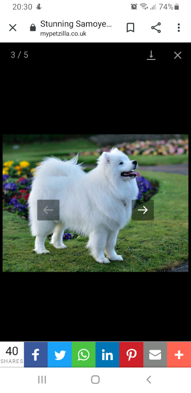 samoyed dog gumtree